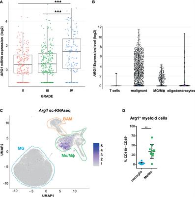 A Novel Oral Arginase 1/2 Inhibitor Enhances the Antitumor Effect of PD-1 Inhibition in Murine Experimental Gliomas by Altering the Immunosuppressive Environment